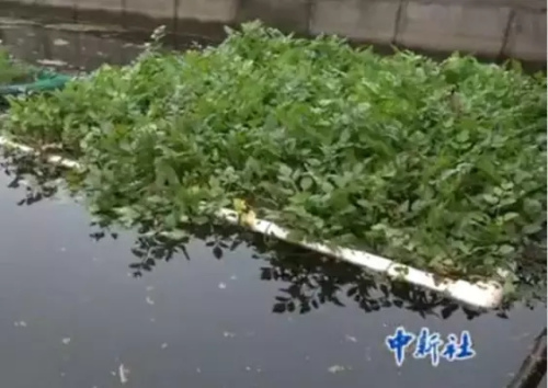 中国丈母娘把洋女婿家的花园变成菜地 中国人的种菜技能 种菜