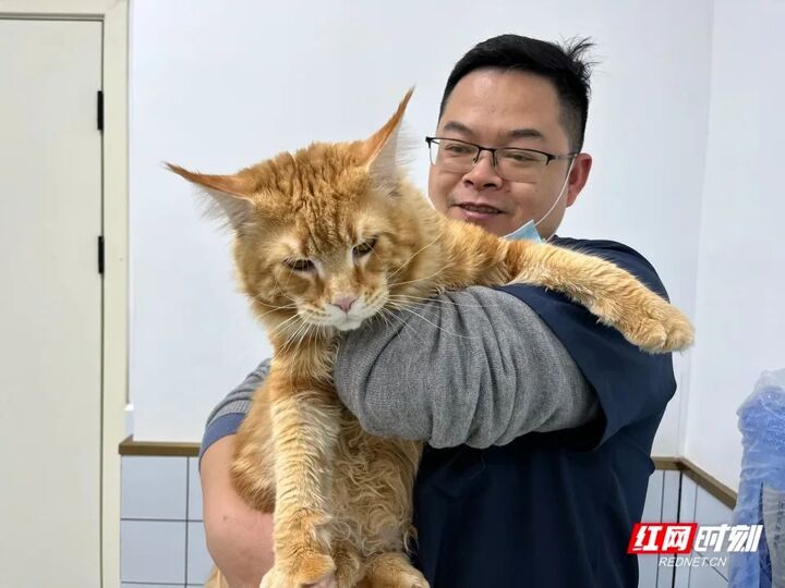 喵星人汪星人也能坐飞机？长沙这三家宠物医院可免费办证明