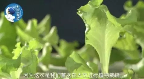中国丈母娘把洋女婿家的花园变成菜地 中国人的种菜技能 种菜